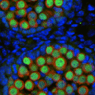 crd-germ-cell-group2
