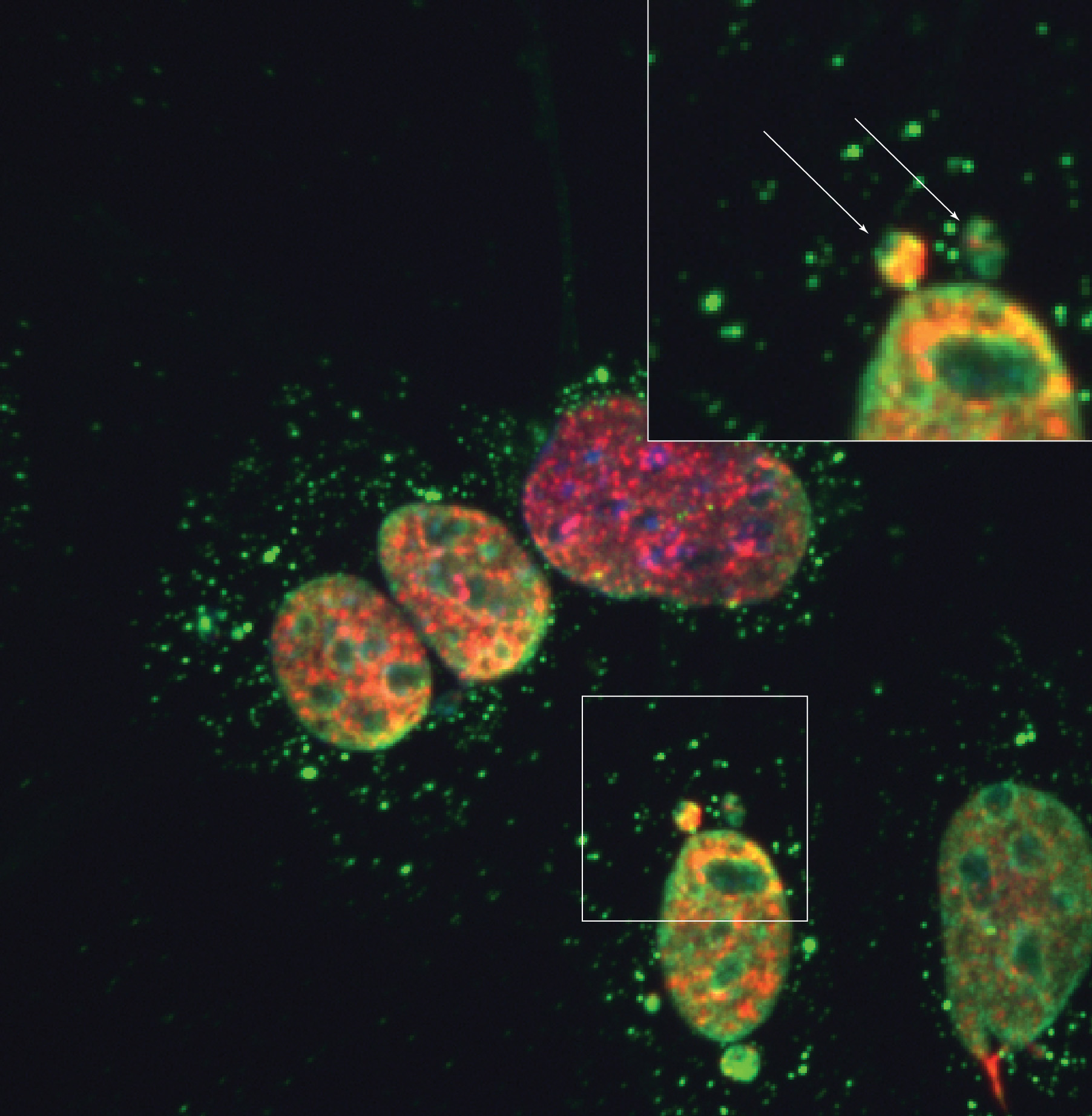 The nuclei of mouse fibroblasts illustrated by Hudson Institute Inflammation Researchers