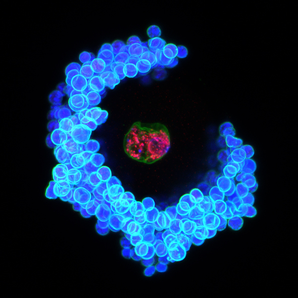 Ellen Jarred, PhD Student in Patrick Western's Lab | A mouse oocyte (egg) and surrounding cumulus cells.