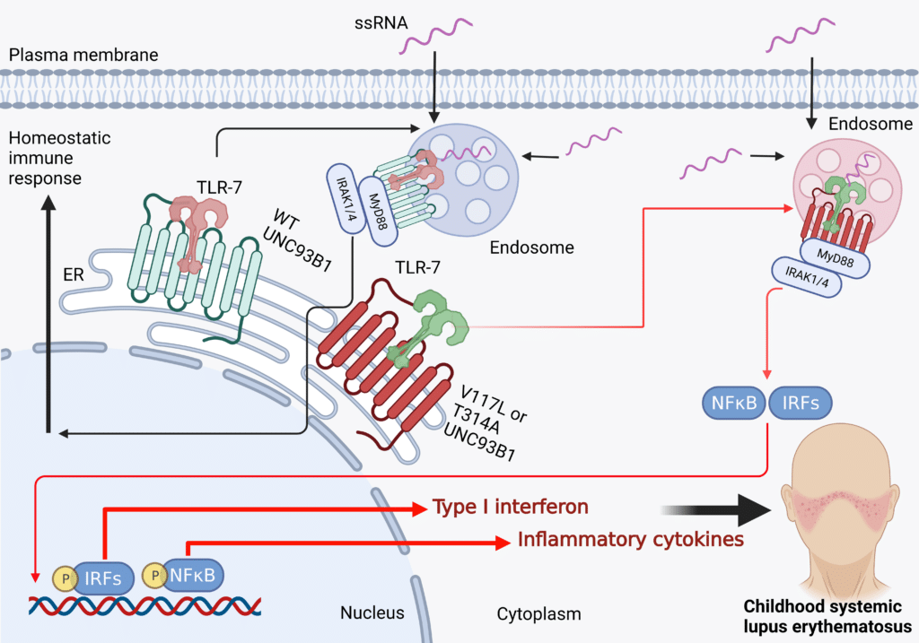 Illustration representing how genetic variants in UNC93B1 contribute to childhood lupus