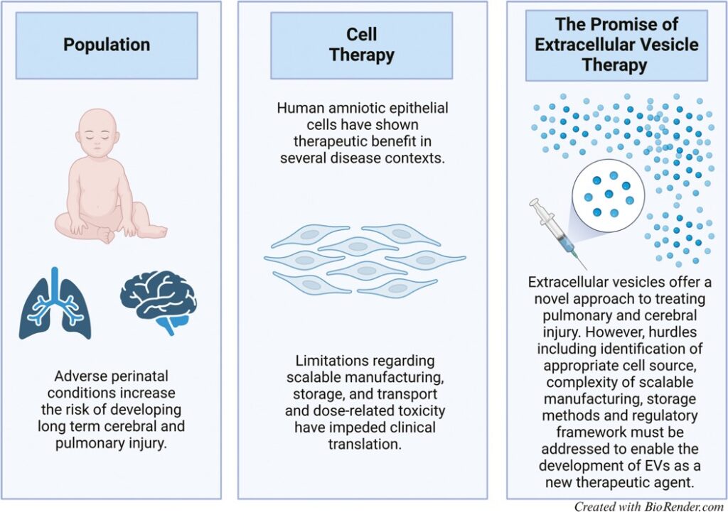 Graphical representation for extracellular vesicles offering a novel approach to treating pulmonary and cerebral injury.