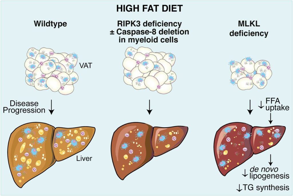 Kate Lawlor Paper on high fat diet and obesity diseases