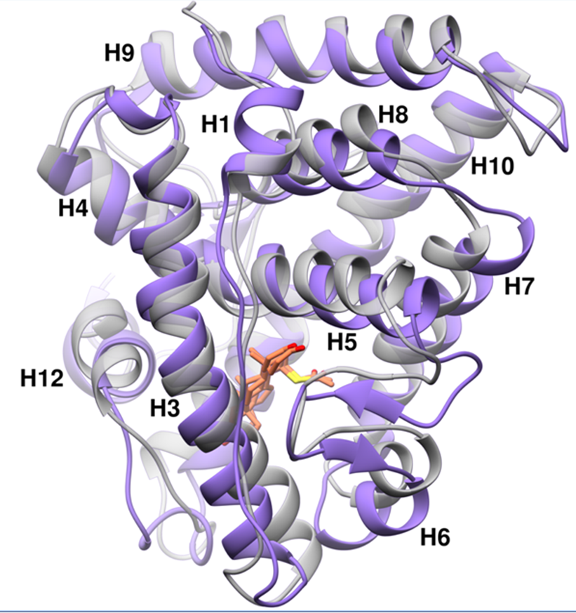 Mineralocorticoid ligand-binding domains ( Fuller et al Proc Natl Acad Sci (USA) 116:18578, 2019)
