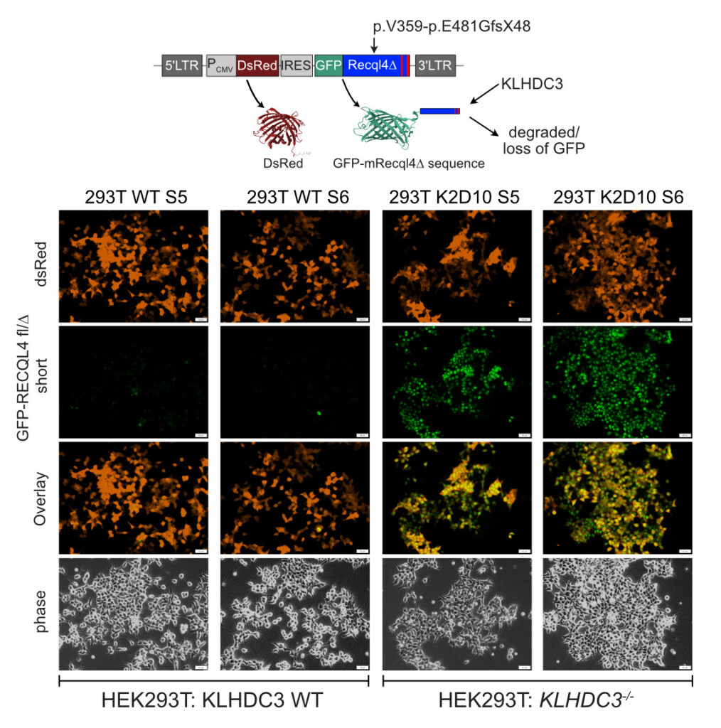 Images on the right show the presence of the mutated RECQL4 protein in green, which becomes more stable and so visible when the KLHDC3 protein is absent.