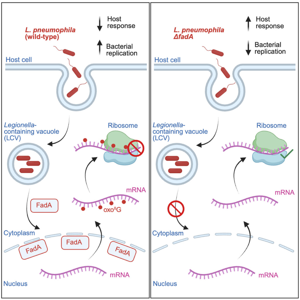 8-oxo-guanine (o8G) modification of host mRNA by a Legionella pneumophila